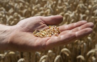 Bewaar graankorrels om volgend jaar antistuifdek te zaaien