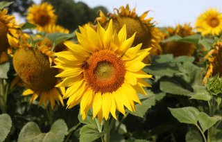 Groei biologische landbouw in Duitsland valt stil