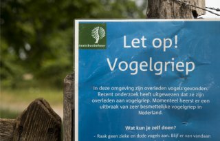 Kamer wil voorlichtingscampagne vogelgriep: 'Mensen nemen zieke dieren mee naar huis'
