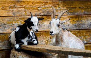 Groeiende discussie over dierenwelzijn zet onthoornen van geiten onder druk