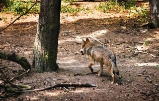 Utrecht wil probleemwolf laten afschieten, dierenclubs naar rechter