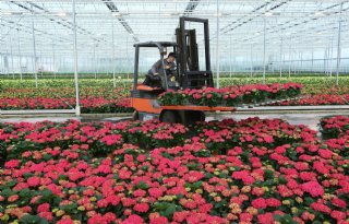 Exportwaarde sierteelt stijgt in april met 14 procent