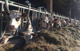Melkproductie in Frankrijk stijgt al een jaar lang