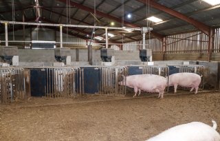 Grootste varkensvleesbedrijf van Groot-Brittannië in negatief daglicht