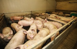 Varkensbedrijf in Hongarije preventief geruimd vanwege MKZ
