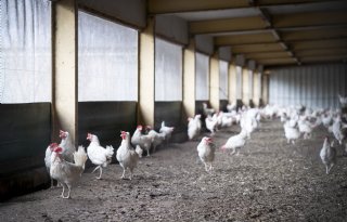 Producenten van PlanetProof-eieren mogen mest niet meer laten verbranden