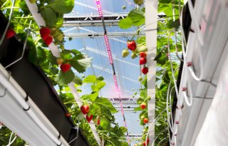 Handelsverdrag opent deuren voor Nederlandse glastuinbouw in India