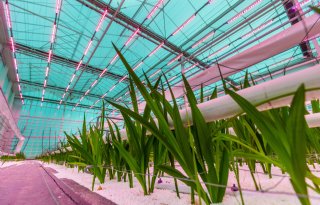 Expertteams krijgen rol in aansturing onderzoek voor glastuinbouw