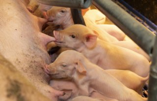 'In goede opfok ligt de basis voor duurzame zeugenstapel'
