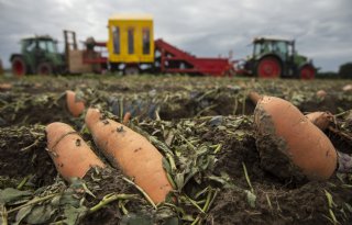 Extra bemonstering bij import zoete aardappelen op wortelknobbelaaltje