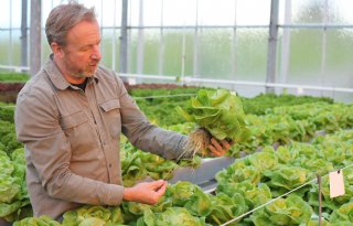 Nieuw onderzoek naar verwelkingsziekte in sla