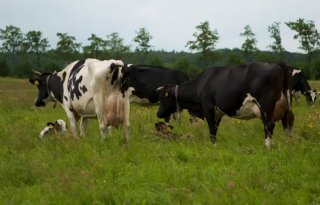 Geleidelijk spenen kalf bij koe beter voor welzijn en melkproductie