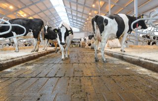 Consultatie geopend over schrappen diverse emissiearme stalvloeren