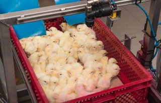 ILT bij vleeskuikens en leghennen in Gelderse Vallei