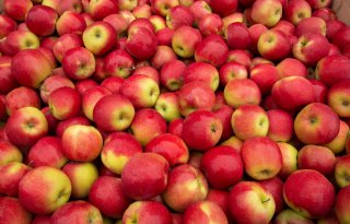 Appel- en perenvoorraden in Europa minder groot dan vorig jaar