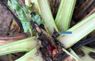 IRS vindt bietenmot en waarschuwt voor wortelrot