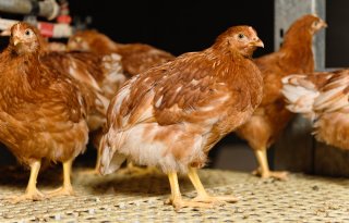'Hygiëne en natuurlijke toevoeging helpen in strijd tegen coccidiose'