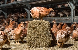 Vogelgriep treft opfokbedrijf voor leghennen in Dodewaard