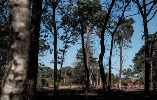 Gelderland is al klaar met natuurnetwerk