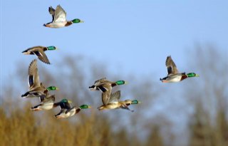 Crisisfase Wageningen Bioveterinary Research na vondst dode vogels met vogelgriep