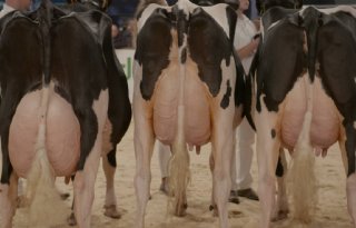 Agriflanders schrapt rundveeshows op donderdag en vrijdag