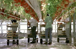 Ziekteverzuim in agrarische sector blijft stabiel op ruim 5 procent