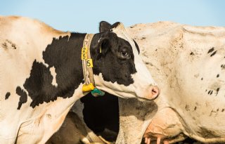 Atypisch geval van BSE aangetroffen in Engeland