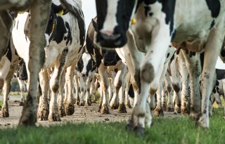 Zuivelmarkt is rustig, zoals gebruikelijk in zomerperiode