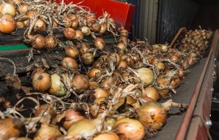 Uienprijs stijgt nog eens 5 euro