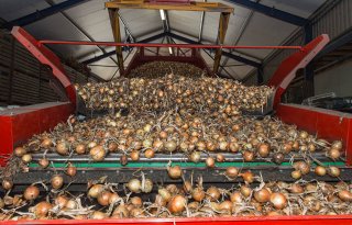 Uienexport in week 50 boven 40.000 ton