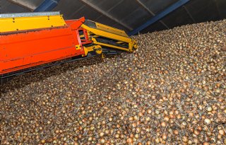 Voorsprong uienexport loopt op tot 90.000 ton