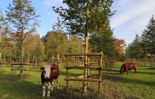 Exponentiële toename van areaal bij pioniers in agroforestry