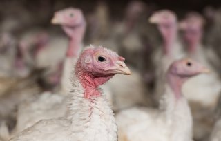 Vogelgriep op Belgisch bedrijf met kalkoenen en vleeskuikens