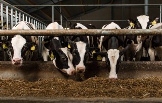 ZuivelNL ontvangt sectorvisie Veal Forward van VVK
