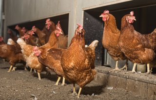 Opnieuw vogelgriep bij pluimveebedrijf in Drogeham, 117.000 dieren geruimd