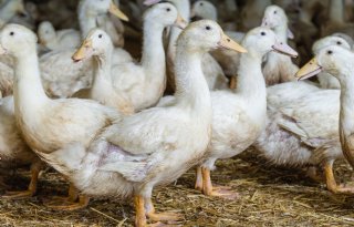 Eendenslachterij Tomassen Duck-To vraagt schorsing dwangsom van half miljoen
