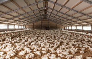 Tomassen Duck-To kan voorlopig door met eenden slachten