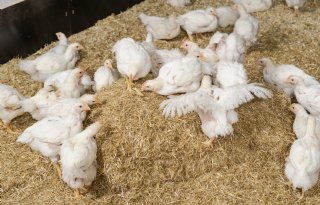 Plan van aanpak dierwaardige pluimveehouderij kan van start