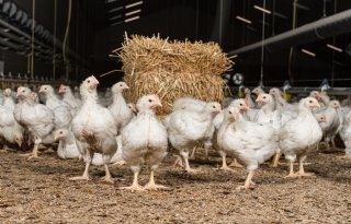 Dalende tendens in scores voetzoollaesies bij vleeskuikens