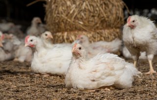 Aantal biologische pluimvee- en varkensbedrijven flink toegenomen