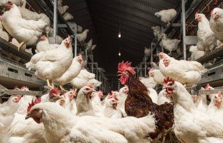 Voorstel bijdrage Diergezondheidsfonds rundvee hoger, pluimvee en varkens lager