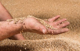 Krappere tarwebalans geeft markt impuls