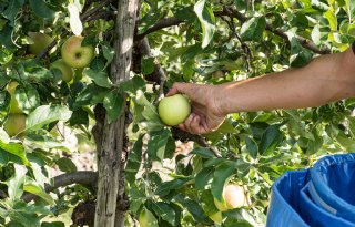 Europa plukt evenveel appels als vorig jaar en iets meer peren