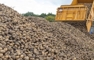 Avebe betaalt 110 euro voor aardappelen van oogst 2025