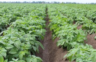 Frankrijk rekent op stabiel aardappelareaal