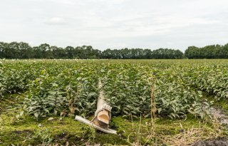 Gemeente Westerveld verbiedt tijdelijk uitbreiding sierteelt