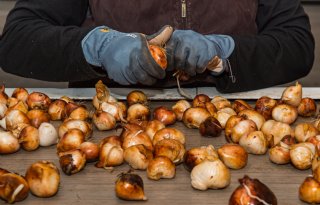 Boete voor Noord-Hollandse tuinders voor 26 illegale werknemers