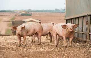 Britse supermarkt wil alleen nog scharrelvarkensvlees