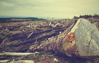 Nederland binnen EU grootste importeur van ontbossingsproducten