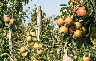 Fruittelers zien schade door drift van loofdodingsmiddel